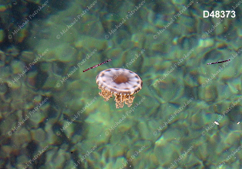 Cassiopea xamachana